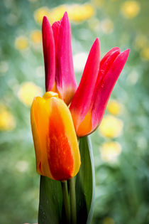 Tulips von Jeremy Sage
