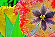 colourful tulip... 2 by loewenherz-artwork