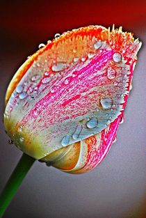 colourful tulip... 1 by loewenherz-artwork
