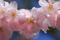 Zierkirschenblüten von Bernhard Kaiser