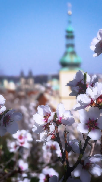 Spring-is-here-prague-czech-republic