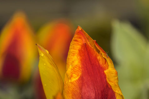 Tulip-blossom-with-mosquito