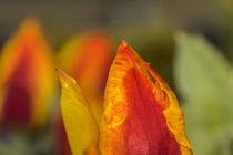 Tulpenblüte by margareten