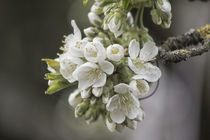 Kirschblüte  von Petra Dreiling-Schewe