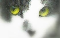 cat's eyes von wokli