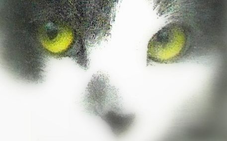 Cats-eyes