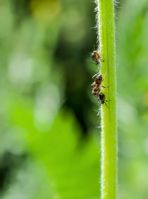 Ameise auf einem Blüenstiel von margareten