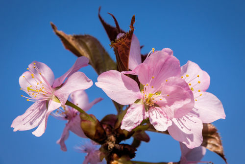 Cherry-plum-blossom
