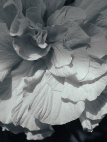 Hibiscus BW by Andrei Grigorev