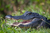 Portrait eines Mississippi-Alligators in den Everglades von Stefan Schütter