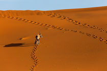 Oryx-Antilope in den Sanddünen der Namib von Stefan Schütter