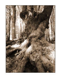 Baum-1 von Theo Broere