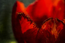 Rote Tulpe von Petra Dreiling-Schewe