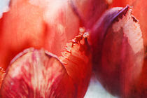 Rote Tulpen von Petra Dreiling-Schewe