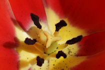 Im Innern einer roten Tulpe von Sabine Radtke