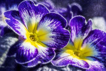 'Blue primrose' by Nicc Koch