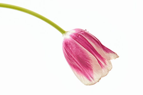 Tulpenbluete