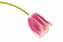 Tulpe /  tulip von Peter Bergmann