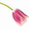 Tulpenbluete