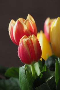 Tulpen von Uwe Hennig