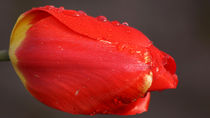 Rote Tulpe mit Tautropfen - red tulip with dew drops von Eva-Maria Di Bella