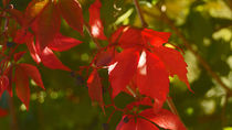 Rotes Weinlaub im Herbst - Red vine leaves in autumn by Eva-Maria Di Bella