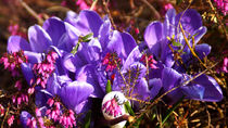 Blaue Krokusse im Frühling - Blue crocuses in spring by Eva-Maria Di Bella