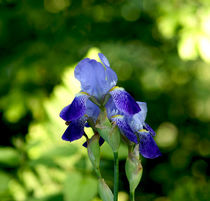 Blaue Orchidee - Blue orchid von Eva-Maria Di Bella