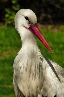 Storch by maja-310