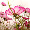 Tender-pink-blossoms-v2