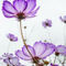 Tender-violet-blossoms-v2