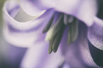 Hyacinthoides - Blütenmakro by Petra Dreiling-Schewe