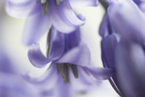 Hasenglöckchen lila von Petra Dreiling-Schewe