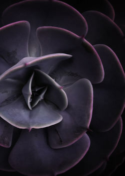 Darkside-of-succulents-viii-2