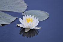 Fragrant Water Lily by Warren Thompson