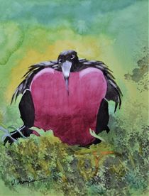 Adult Male Great Frigatebird by Warren Thompson