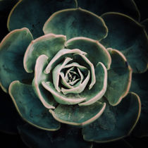 DARKSIDE OF SUCCULENTS IV-A by Pia Schneider