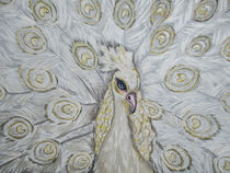 White peacock by Dawn Siegler