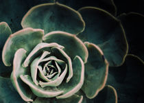 DARKSIDE OF SUCCULENTS IV-4a by Pia Schneider