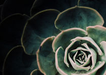 DARKSIDE OF SUCCULENTS IV-3a by Pia Schneider