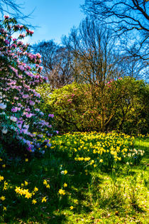 Spring Garden von Colin Metcalf
