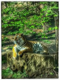 Tiger in der Natur von Stefan Wehmeyer