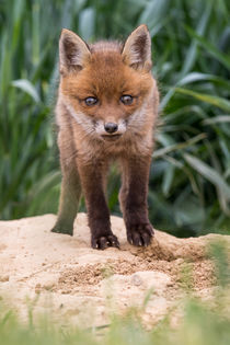 Red fox by Dennis Heidrich