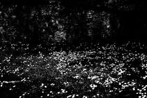 Die brüchige Mauer der weißen Blüte  von Bastian  Kienitz