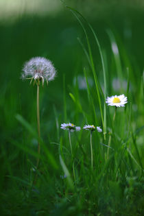 Frühling im Gras by Bernhard Kaiser