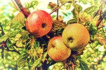 Äpfel by mario-s