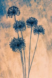 Allium by mario-s