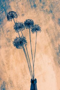 Allium by mario-s