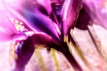 Irisblüte von Nicc Koch