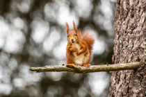 Eichhörnchen by Dennis Heidrich